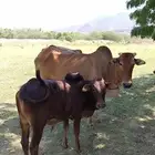 بقره سديس يتبعها حسيل
