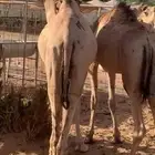 قعدان صومالية حاشي حشو مفاريد اقل سعر تفريد وجملة