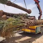 يوجد لدينا جميع انواع النخيل المثمره وازينه والمقاسات