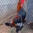دجاج باكستاني سندي
