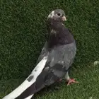 حمام قطيفي كوري