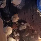 دجاج عادي للبيع 5