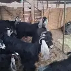 معزاء عوارض صنف