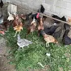 دجاج بلدي و فيومي