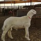مشروع فحل حري تم البيع
