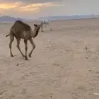 بكرة بريه للبيع