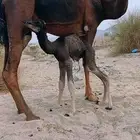 حوار تحت امه للبيع العمر اسبوع