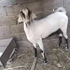 معزا دافع السن سديس