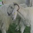 3 معزا بيض مشاريك مقاني مقرعات والله يعلم ما في الارحام