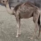 قعود العمر 5 اشهر سليم خالي من الأمراض