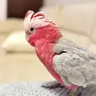كوكاتو قالا اليف عنده كم كلمه و لعوب على السوم