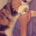 ضايعه