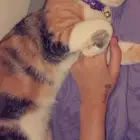 بسه ضايعه