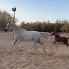 فرس واهو تحته مهر