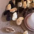 صوص فرنسي احمر وبيض فرنسي مخصب