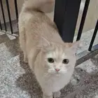 قط صغير للتبني لقيته