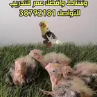كوكتيلات غر بايد بيور بيرل إنتاج البحرين