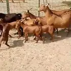 6 معزا محايليه يتبعها 12 بهم ب 2500 ريال للعنز وعيالها