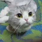 قطه ضايعه حائل
