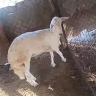 خروف فحل للبيع