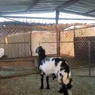 خروف سواكني مشروط