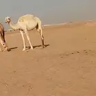 البيع بكره لقيه. موقع الطرفيه الشرقيه. نقبل معريض