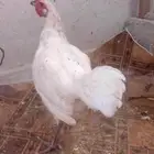 يوجد دجاجه بلدية وثانيه عشريه الموقع ماحيل مطل البلدية