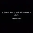 من عند شبك حمام البيع ولا حمام بكستني