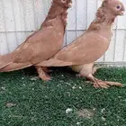 زوج انجليزي اصفر