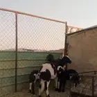 شاتين متابيع