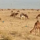 اتبنى جميع انواع الحيوانات الاليفه والمواشي كبار السن