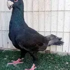 فحل هومر اسود تم البيع