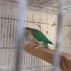 كنيور تركواز للبيع