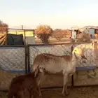 سواكنية تحتها خروف