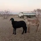 رخلين سواكن