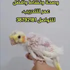 كوكتيل غر لاتينو عين حمر بيور