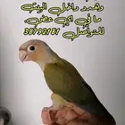 متوفر كنيور باينبل رد فاكتور أنتاج البحرين مفطوم وياكل بروحه