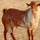 تيس محايلي...