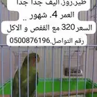 روز .أليف