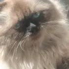 للبيع قطوه هملايا