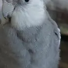 ذكر كروان أليف