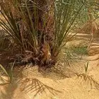 يوجد لدينا فسايل نخيل خلاص حساء ونقوم بقشع وغرس الفسايل