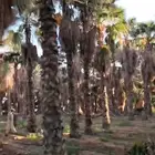 نخيل واشنطونيا زينه جميع المقاسات متوفره والنخل العربي بجميع