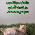 كوكتيل غر بايد بيور