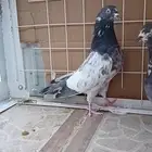 حمام باكستاني