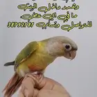 كنيور باينبل رد فاكتور أنتاج البحرين مفطوم وياكل بروحه 100