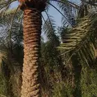 تكريب وتنظيف النخل