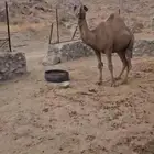 جمل للبيع