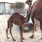 خلفه مصغر