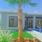 نخيل مثمر وزينه بجميع أنواعه ومقاساته المختلفه